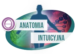 Logo kursu Theta Healing Anatomia Intuicyjna